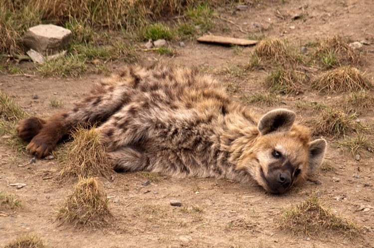 http://tailandfur.com/wp-content/uploads/2013/09/lazy-animals-pictures-21.jpg