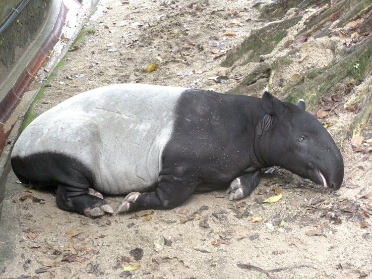 http://tailandfur.com/wp-content/uploads/2013/09/lazy-animals-pictures-29.jpg