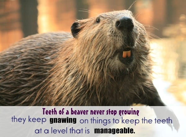 animals random facts (13)