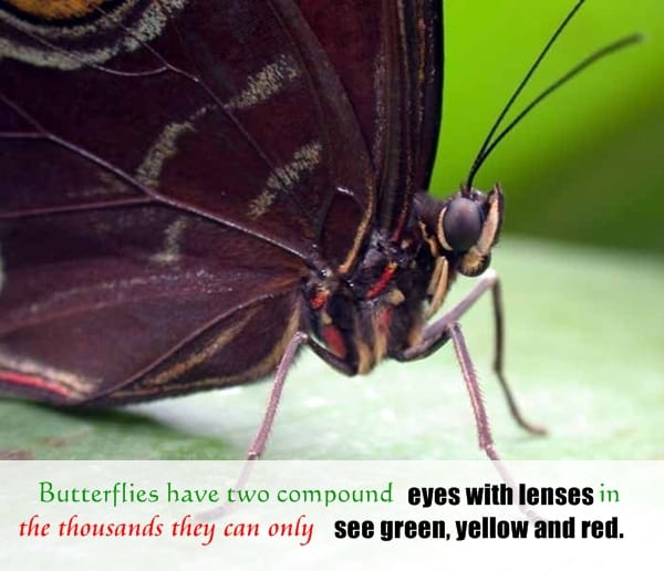 animals random facts (14)