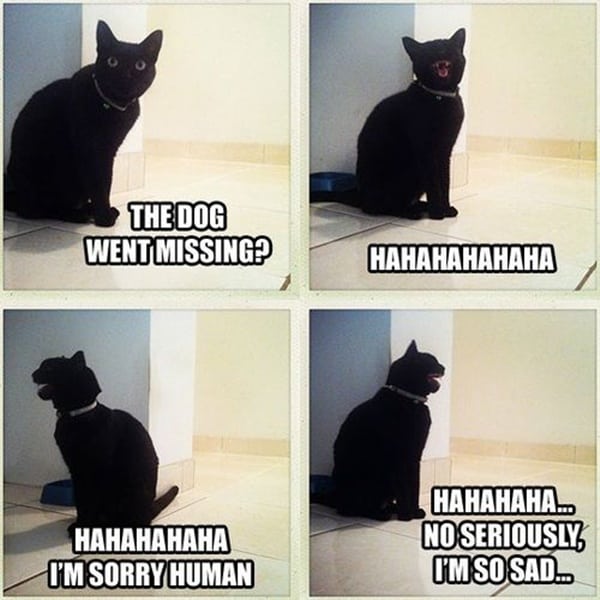 cats being naughty (23)