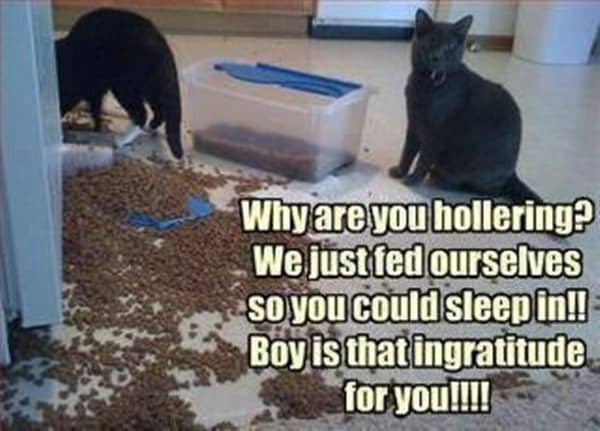 cats being naughty (28)