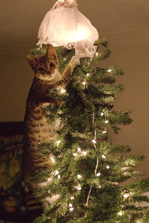 cats being naughty (33)