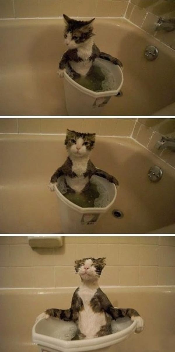 cats being naughty (39)