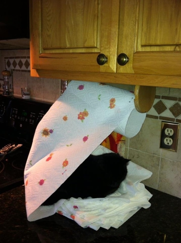 cats being naughty (40)
