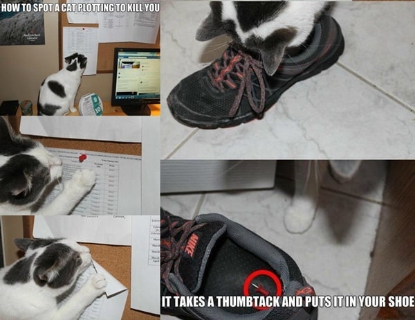 cats being naughty (46)