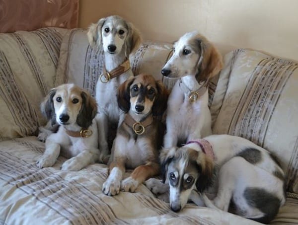 45 Cute Pictures Of Saluki Dog With Puppies Clicks That Will Make You 45 Cute Pictures Of Saluki Dog With Puppies Clicks That Will Make You