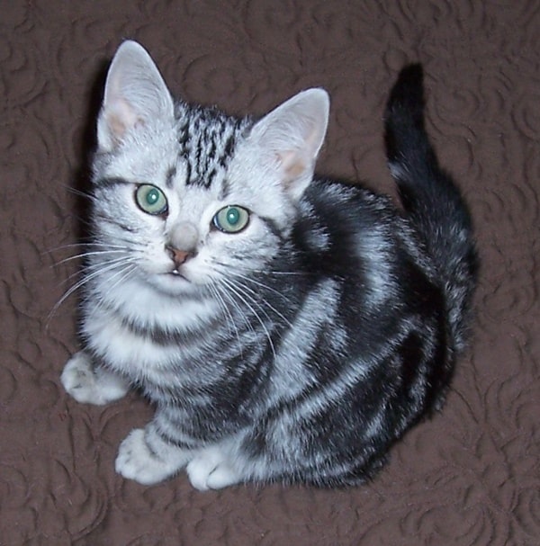 Silver Tabby Kittens Silver Tabby Kittens