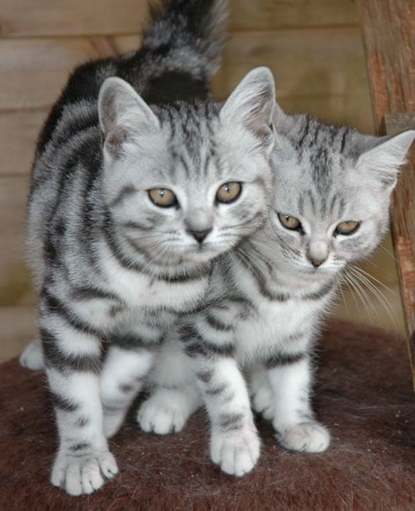 40 Pictures Of Cute Silver Tabby Kittens Tail And Fur 40 Pictures Of Cute Silver Tabby Kittens Tail And Fur