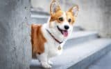 corgi