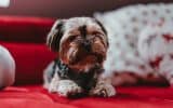best vacuum for pet hair