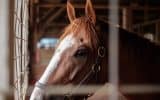 stable care for horses