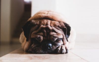 dog in pain